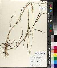 Bothriochloa saccharoides image