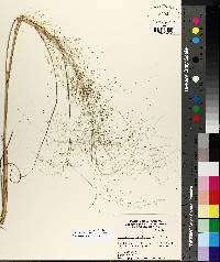 Eragrostis capillaris image