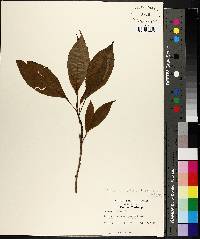 Schisandra glabra image