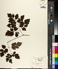 Ampelopsis arborea image