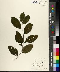 Berchemia scandens image