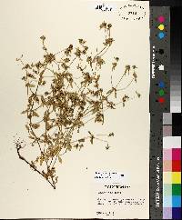 Edrastima uniflora image