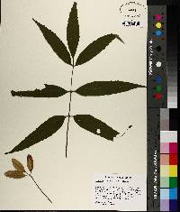 Fraxinus caroliniana image