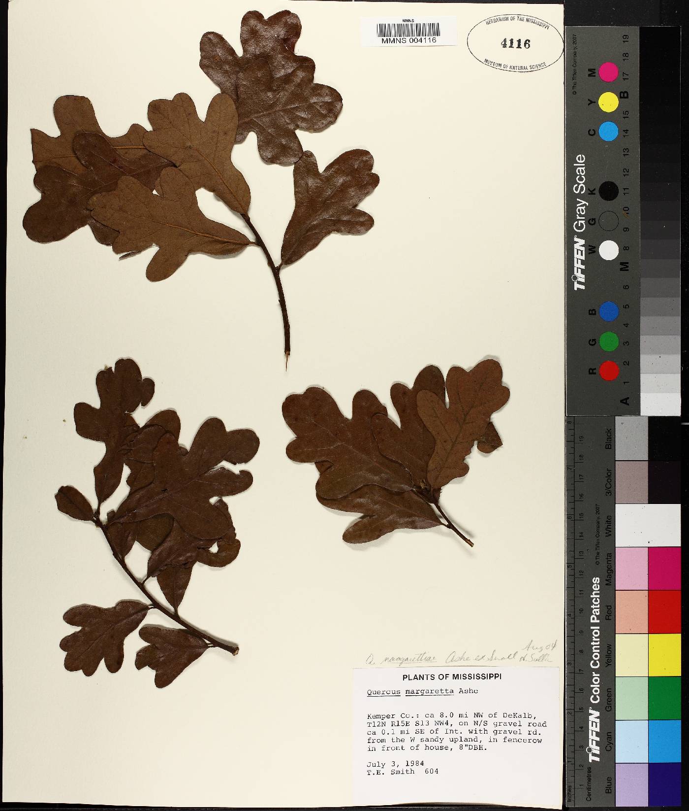 Quercus margarettiae image