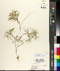 Dichanthelium dichotomum var. dichotomum image