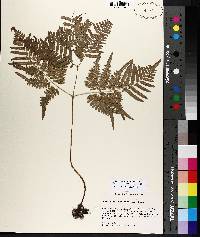 Pteridium aquilinum subsp. latiusculum image