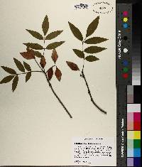 Fraxinus caroliniana image