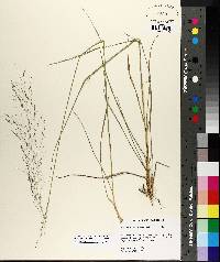 Muhlenbergia capillaris image