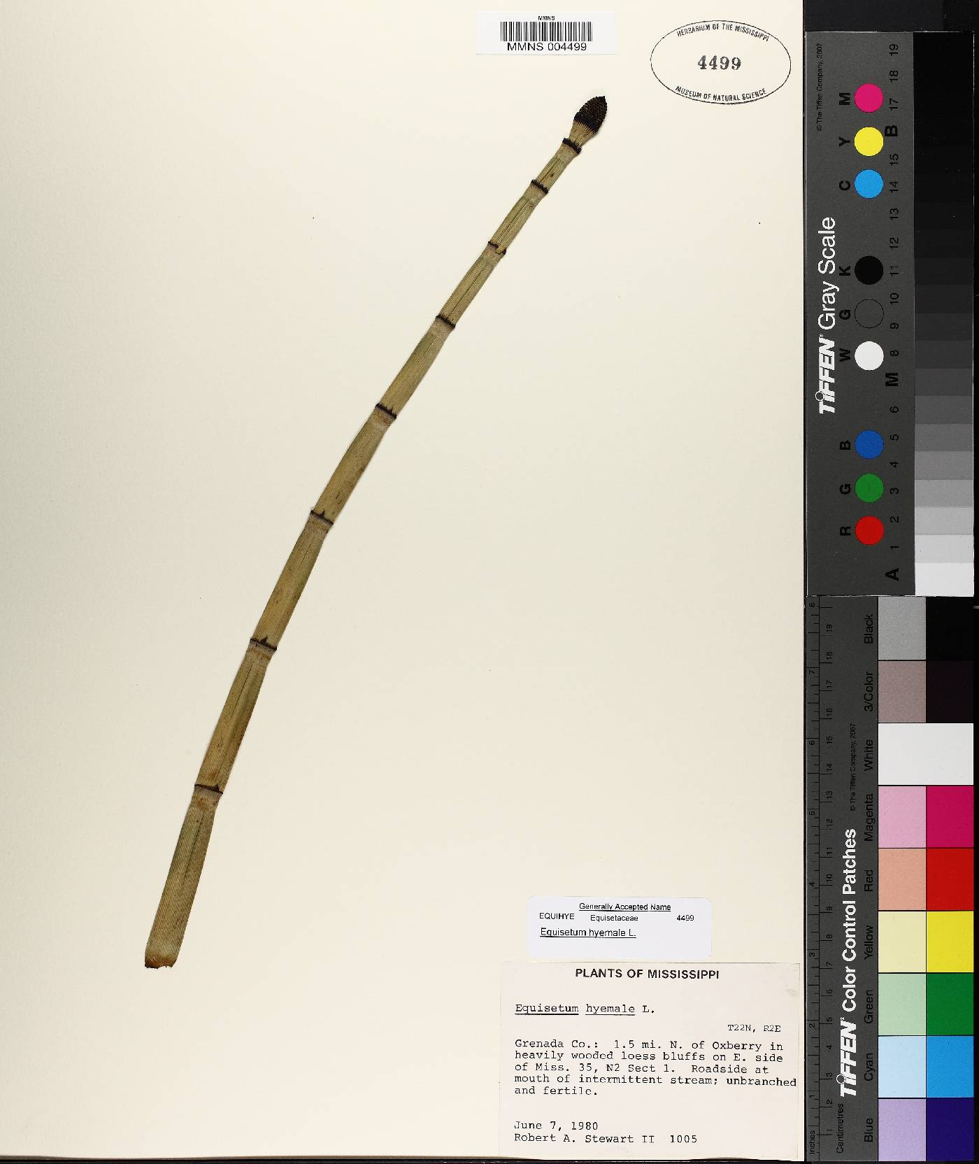 Equisetum prealtum image