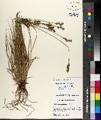Carex longii image