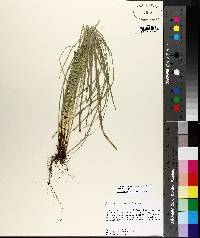 Carex willdenowii image