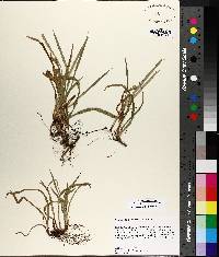 Carex abscondita image