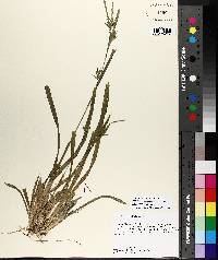 Carex lonchocarpa image