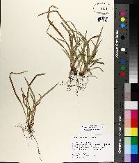 Carex abscondita image