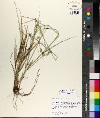 Carex reniformis image