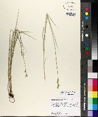 Carex reniformis image