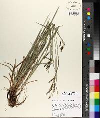 Carex oxylepis image