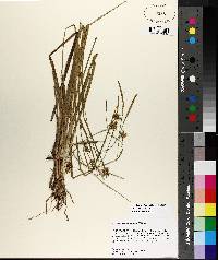 Carex turgescens image