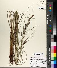 Carex verrucosa image