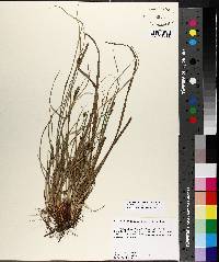 Carex complanata image