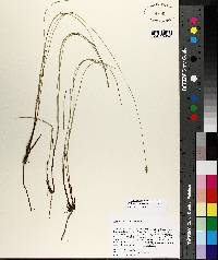 Carex exilis image