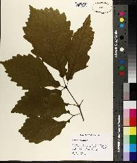 Quercus montana image