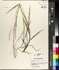 Digitaria filiformis image