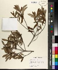 Quercus pumila image