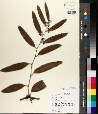 Smilax laurifolia image