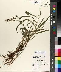 Echinochloa colona image