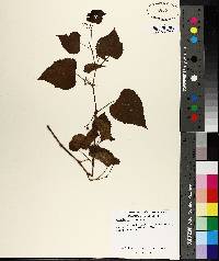 Ampelopsis cordata image