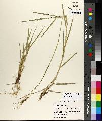 Panicum repens image