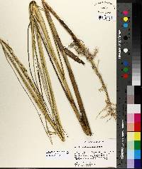 Spartina alterniflora image