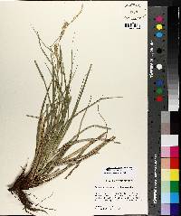 Carex cherokeensis image