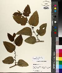 Smilax tamnoides image