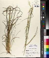 Andropogon brachystachyus image