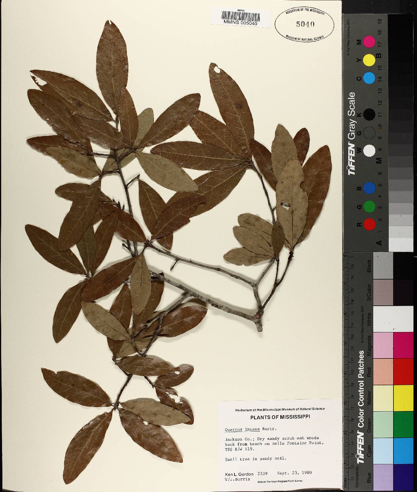 Quercus incana image