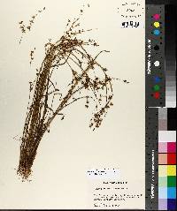 Juncus diffusissimus image