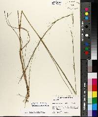 Aristida palustris image