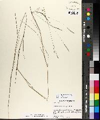 Schizachyrium tenerum image