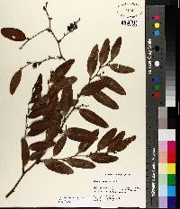 Smilax laurifolia image