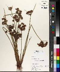 Cyperus haspan image