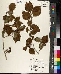 Crataegus triflora image