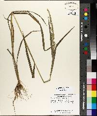 Echinochloa colona image