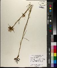 Sabatia gentianoides image