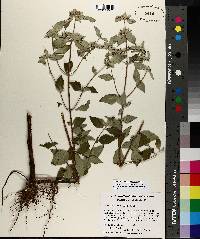 Image of Pycnanthemum albescens