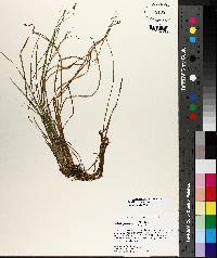 Image of Carex digitalis