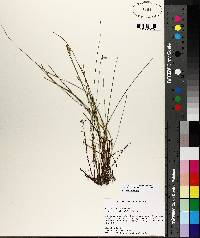 Carex exilis image