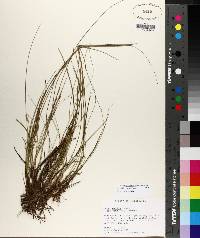 Image of Carex exilis