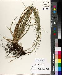 Carex cherokeensis image